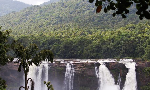 salah satu hutan hujan yang paling terkenal adalah hutan amazon