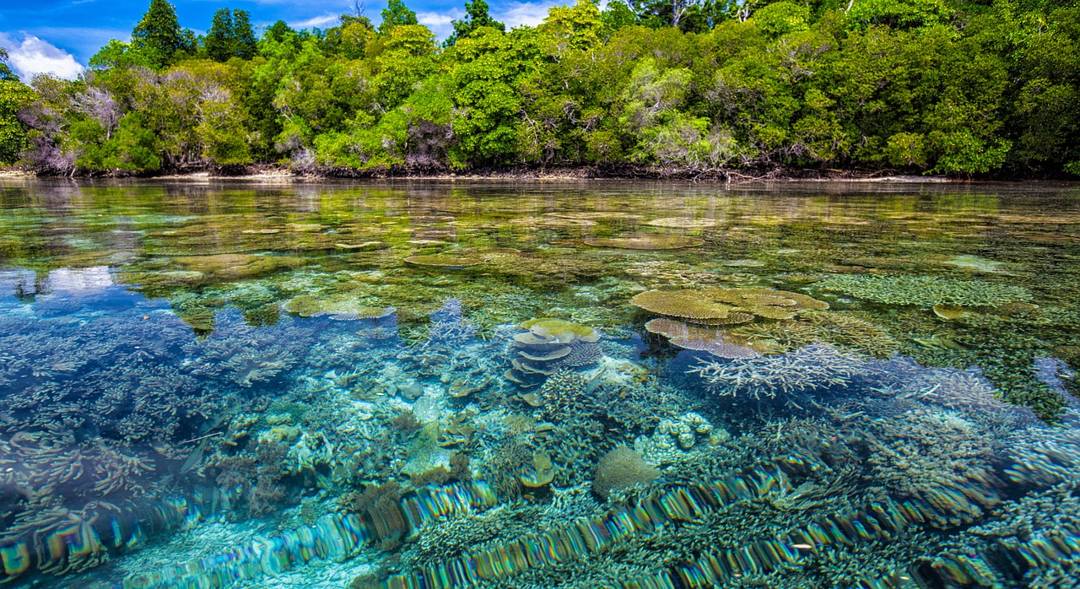 terumbu karang mangrove