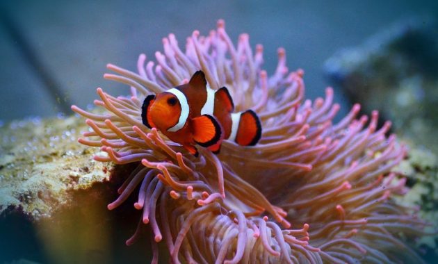 anemon laut dan ikan badut