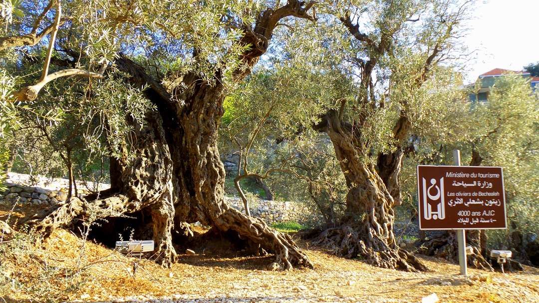 the sisters olive tree of noah