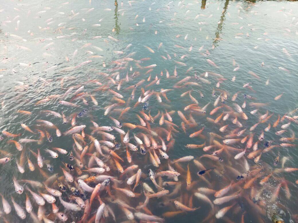 Cara Budidaya Ikan Nila Sistem Bioflok