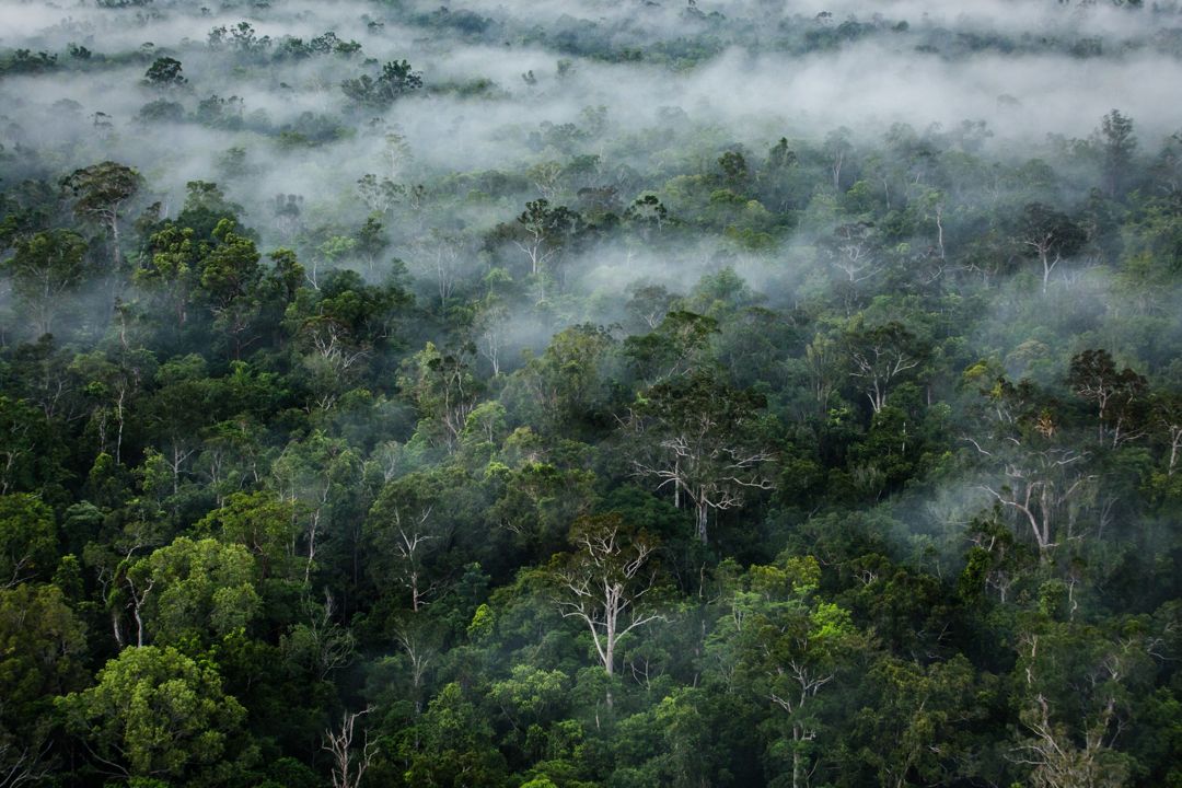 hutan papua