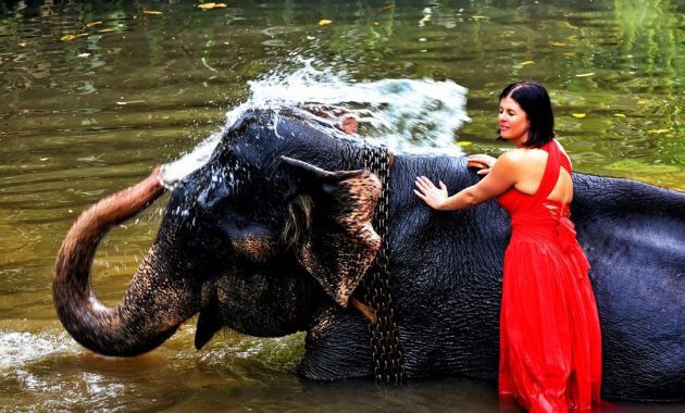 mandi bersama gajah