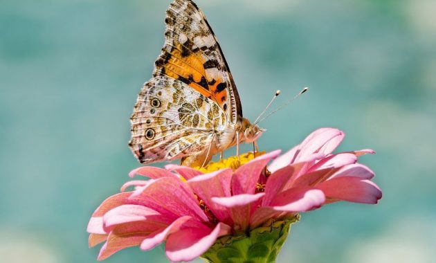 bunga dan kupu-kupu