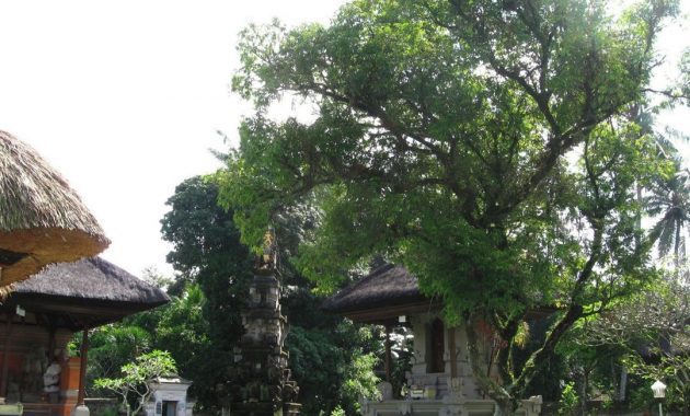 pohon nagasari