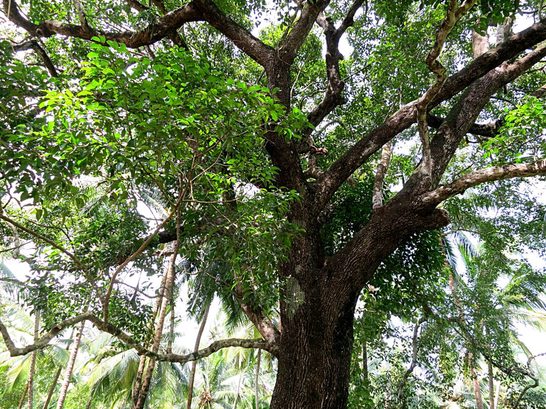 pohon tanjung