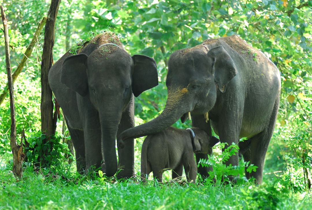 gajah sumatra