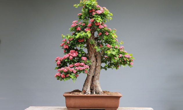 tumbuhan bonsai