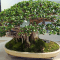 bonsai beringin dolar