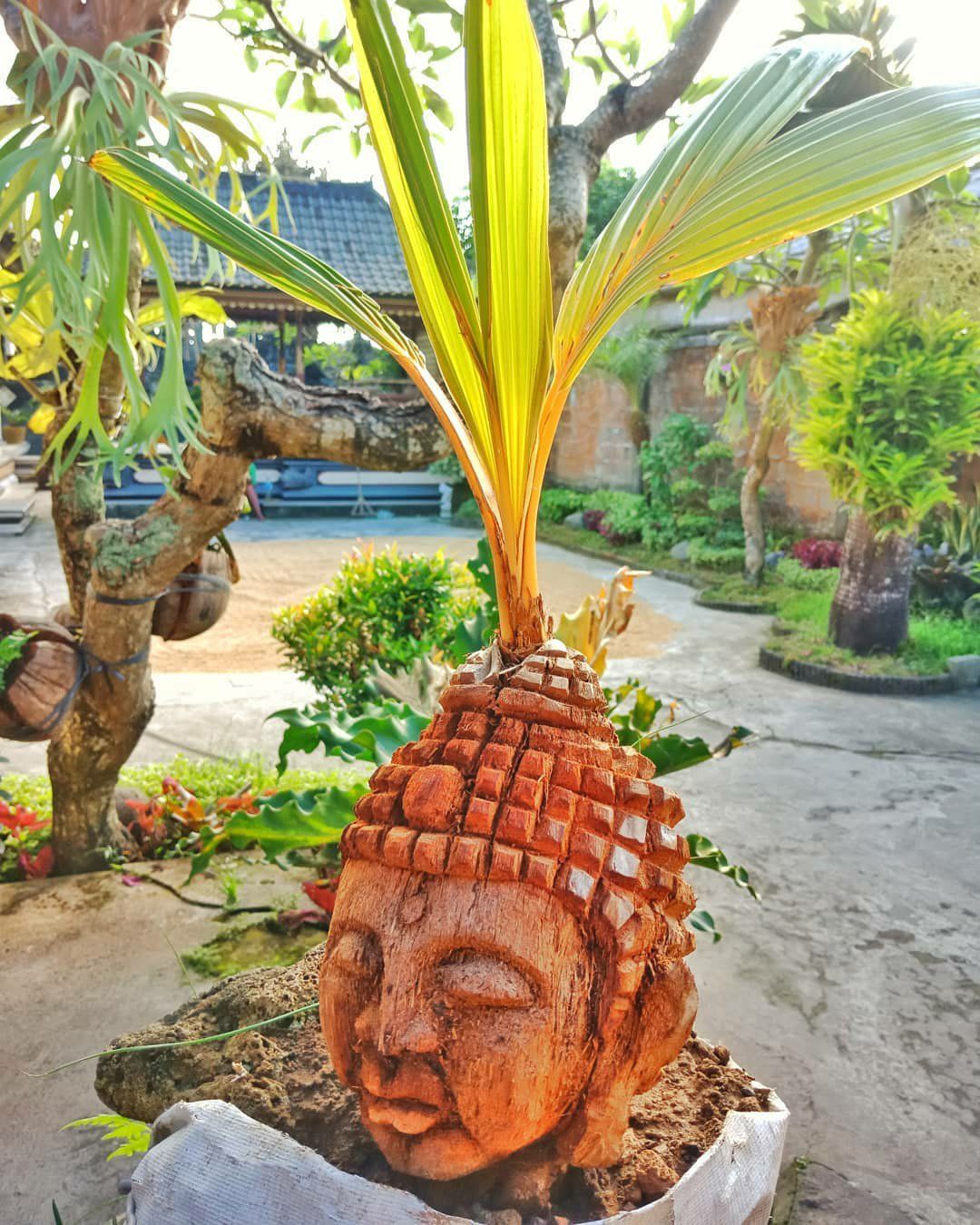 bonsai kelapa unik