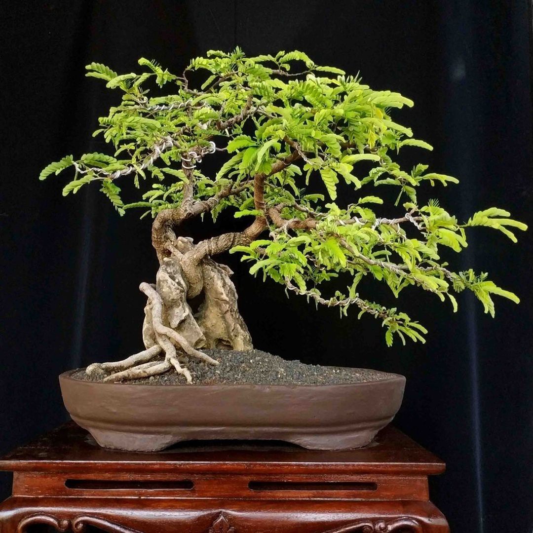bonsai pohon asam