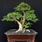 bonsai serut