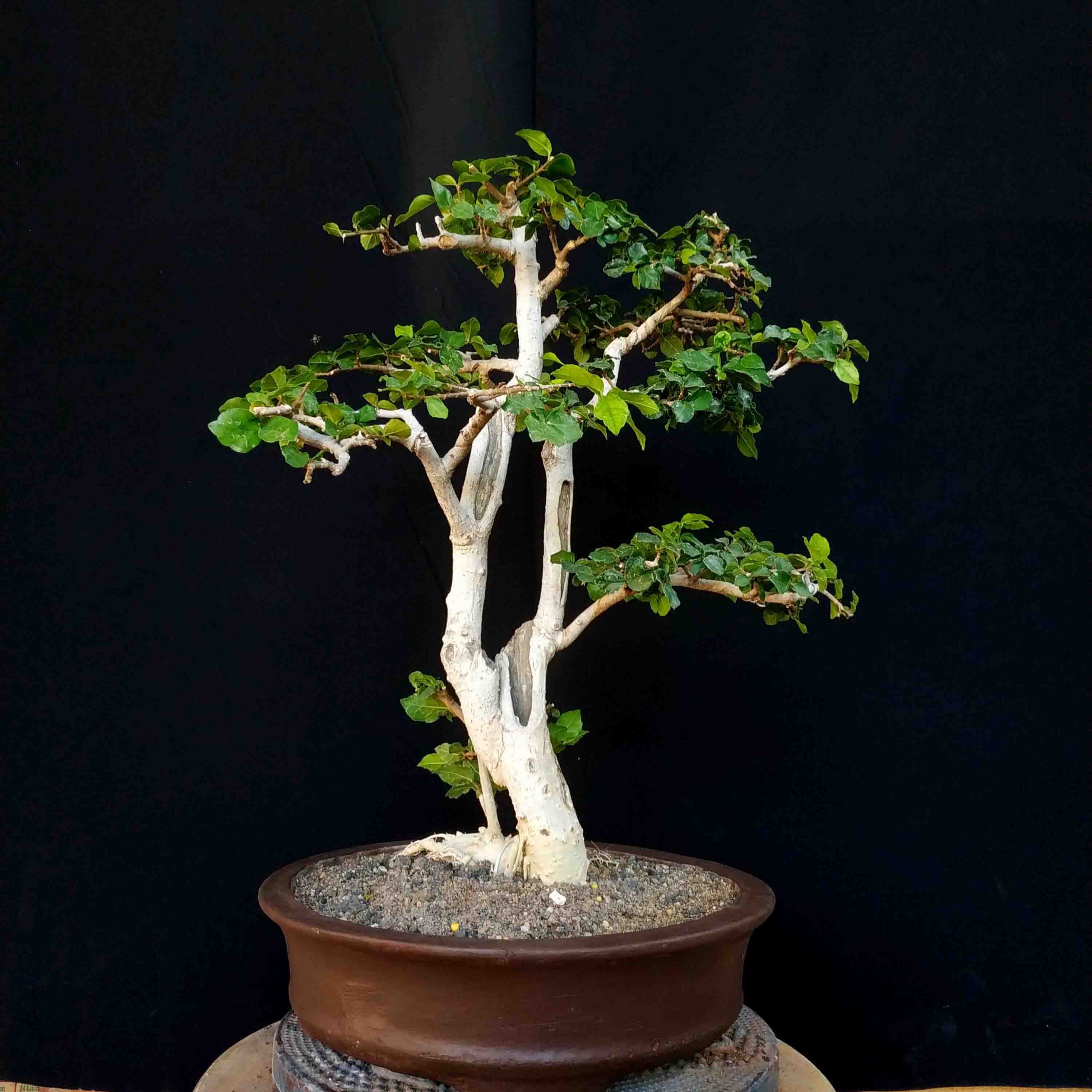 tanaman bonsai serut