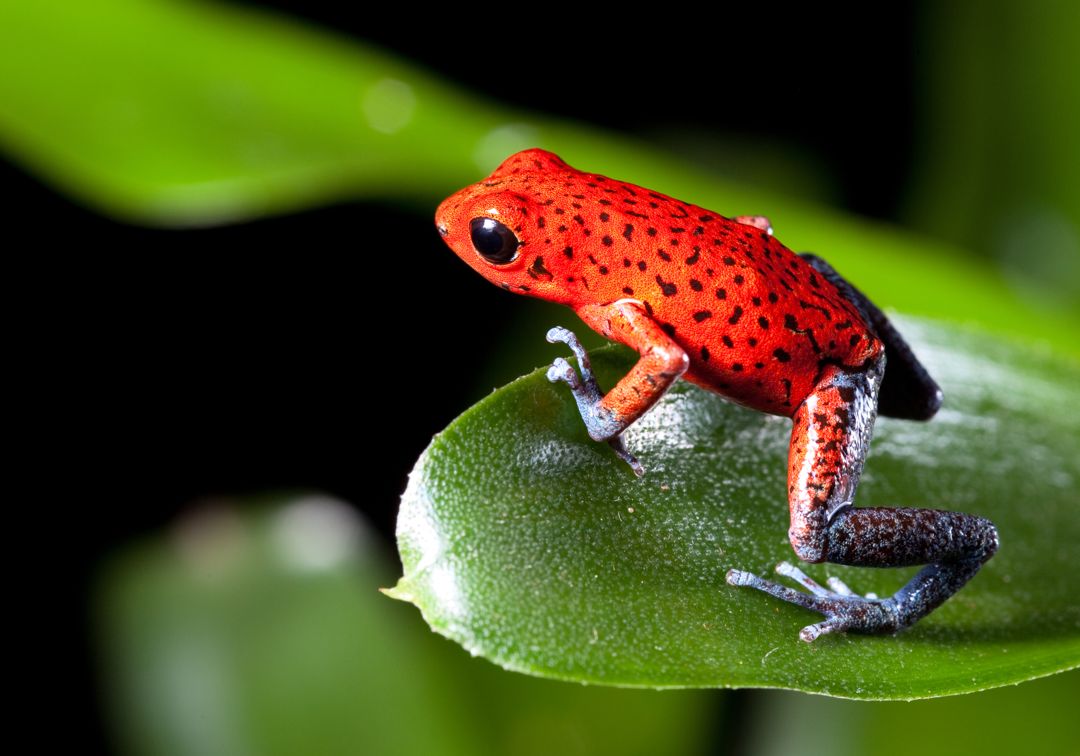 Strawberry Poison-Dart Frog