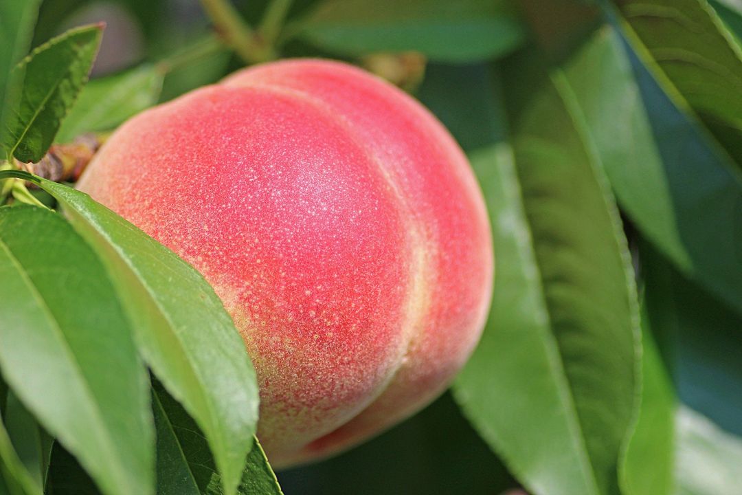pohon buah persik