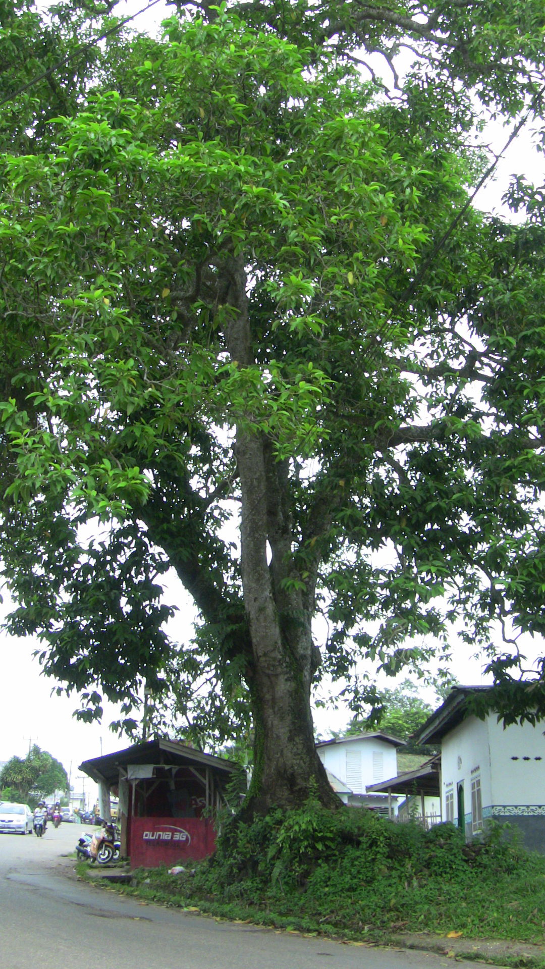 pohon cempaka