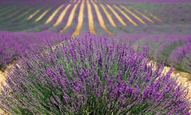 tumbuhan lavender