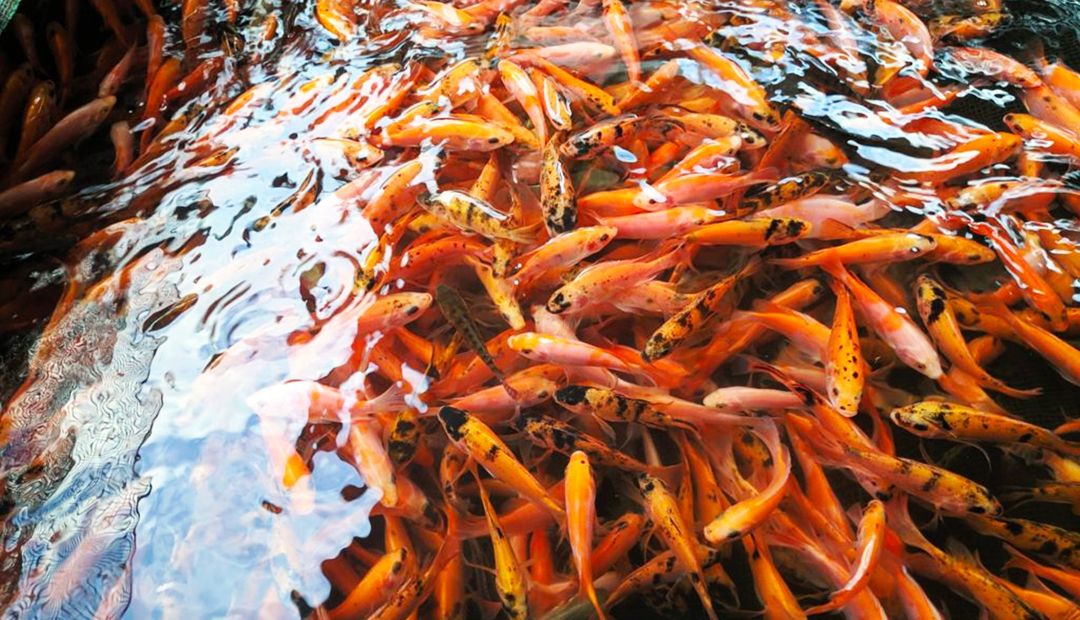 Cara Ternak Ikan Nila Sukses - Kolam, Benih, Pemeliharaan, Panen & Keuntungan
