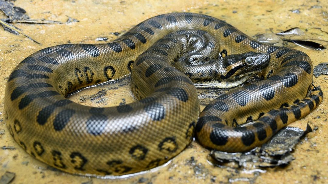 Anaconda Kuning