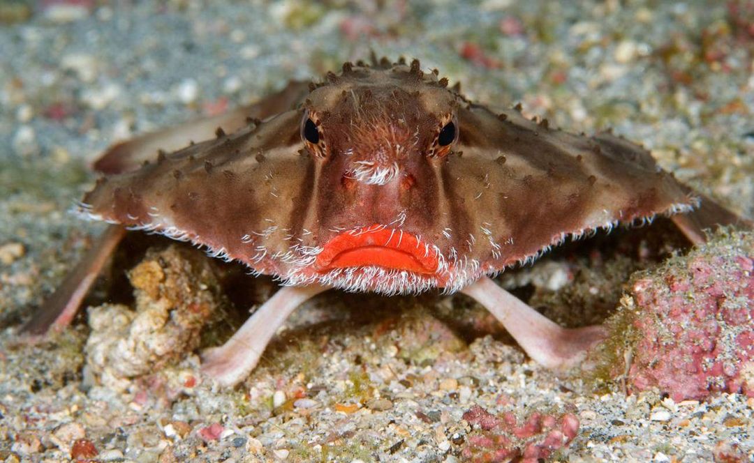 Ikan Kelelawar Bibir Merah