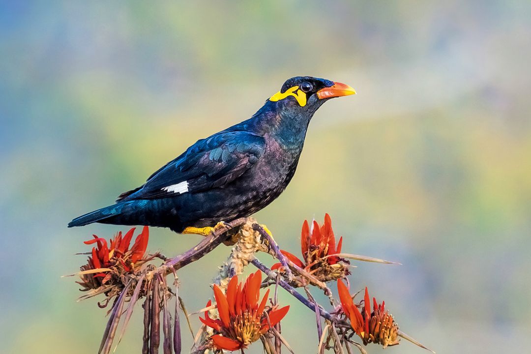  Burung Beo  Taksonomi Habitat Makanan Jenis Alasan 
