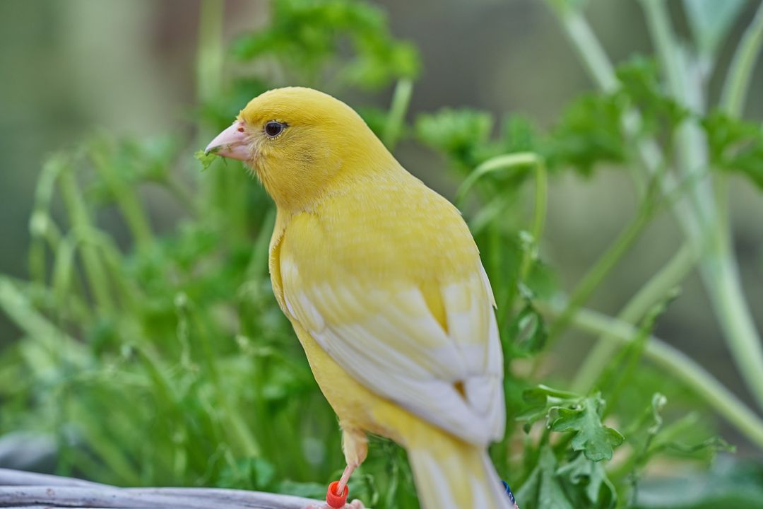 burung kenari kuning