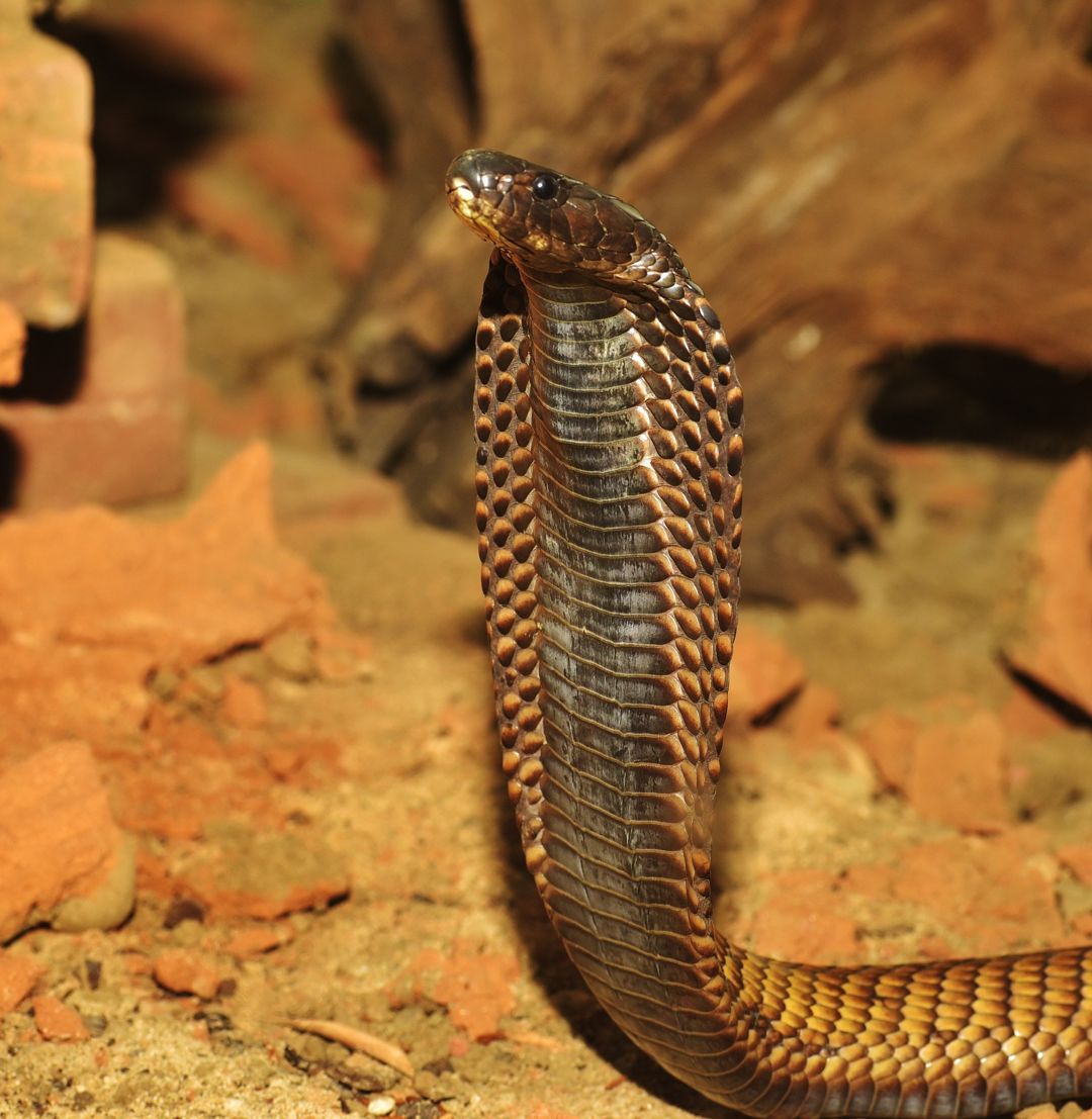 kobra india