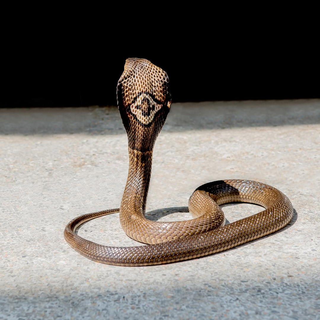 kobra monokel
