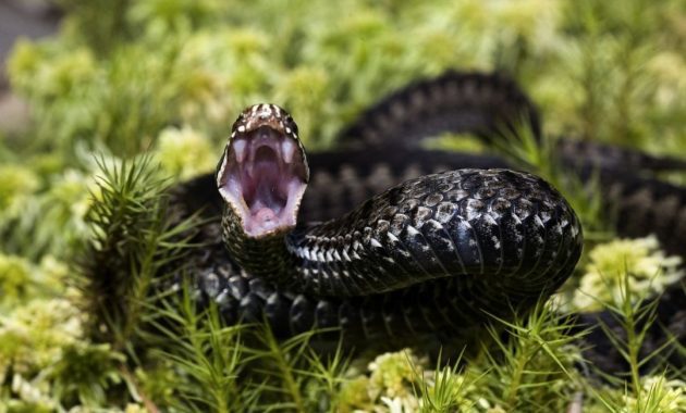 ular paling berbisa di dunia