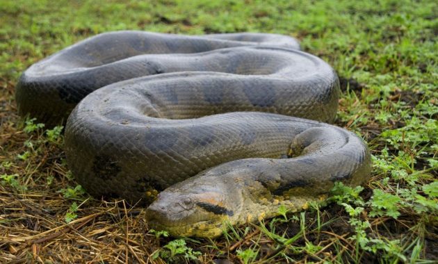 ular terbesar di dunia