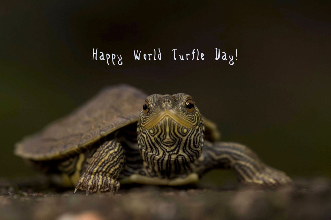 world turtle day