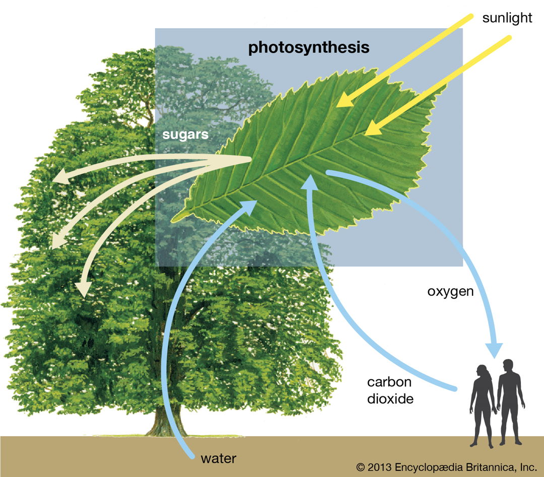 fotosintesis