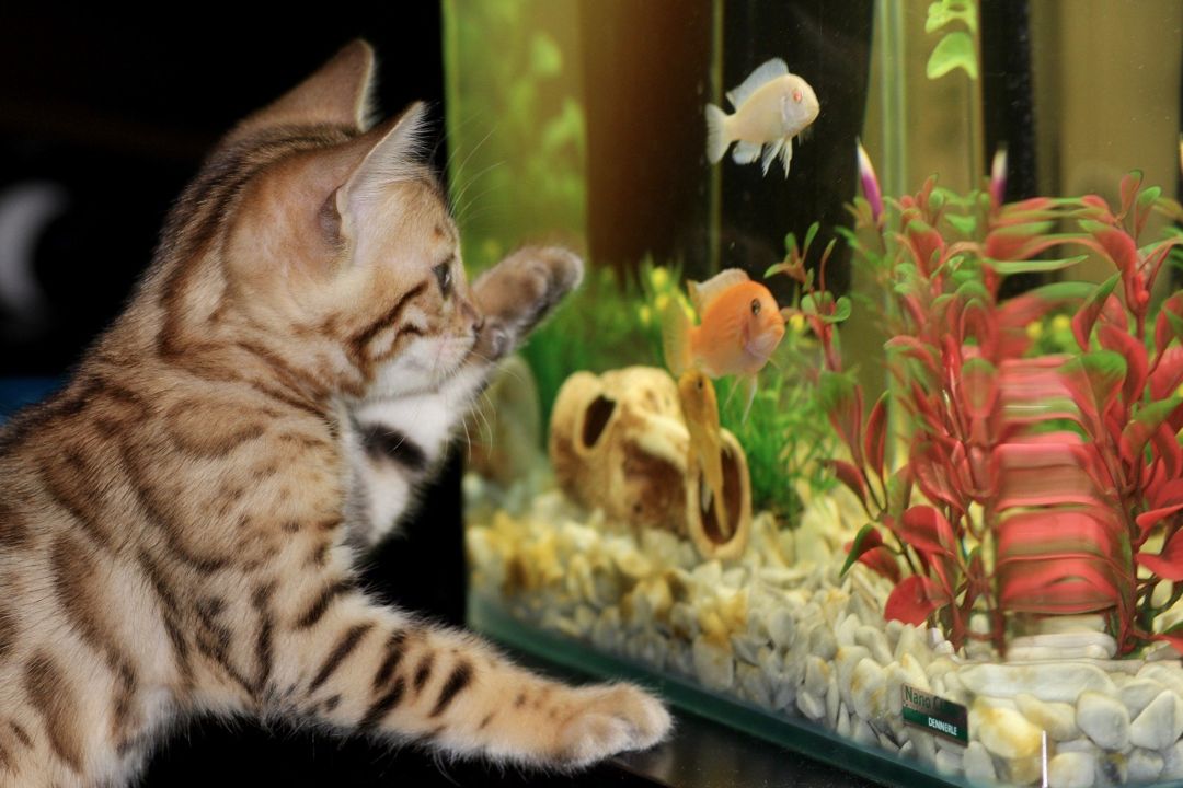 kucing dan aquarium