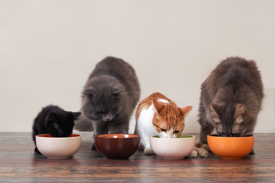 jenis makanan kucing