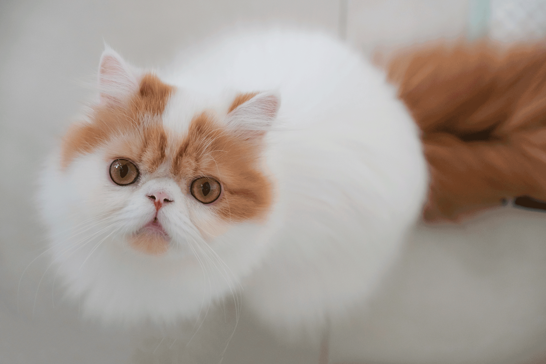 kucing persia peak nose
