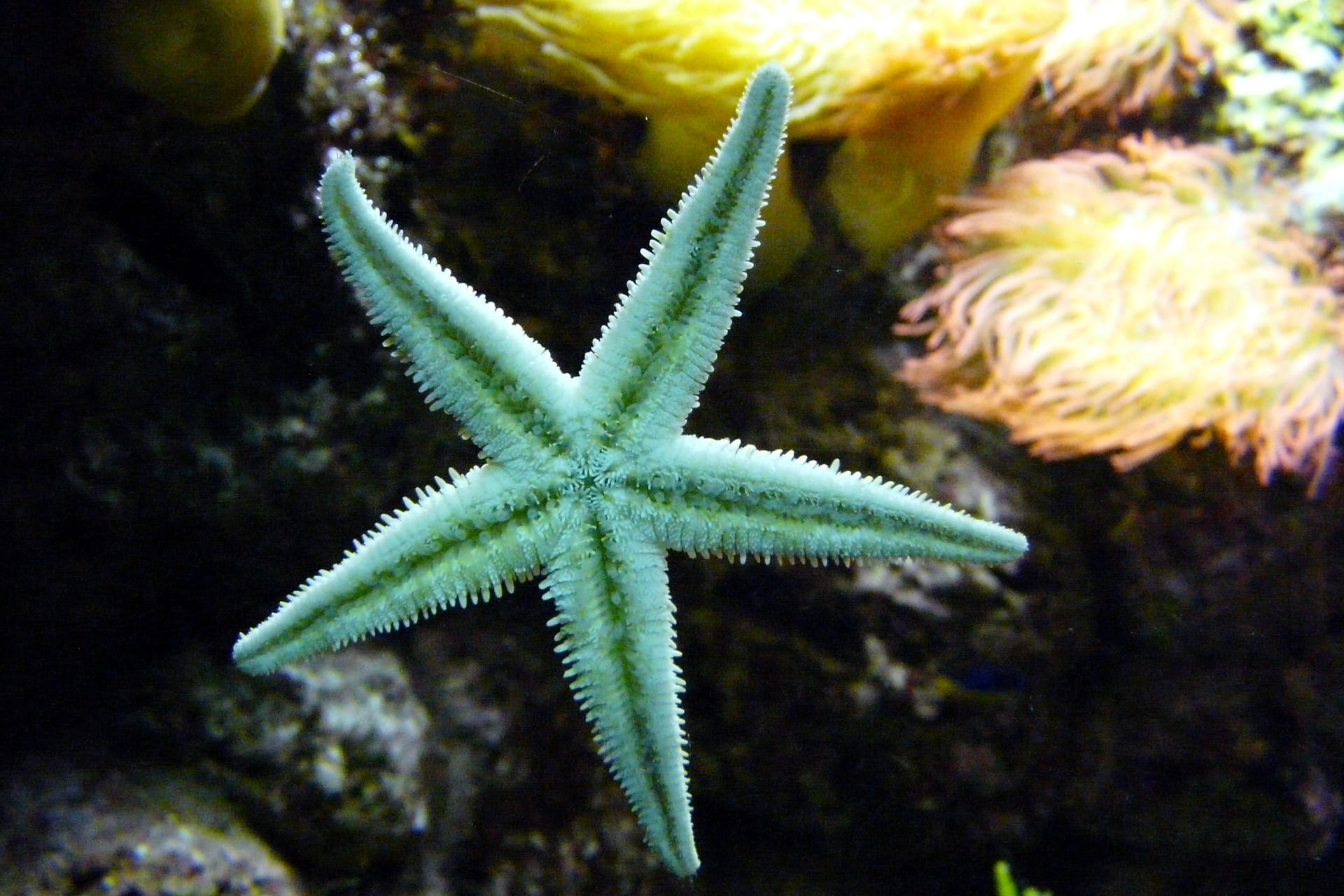 Bintang Laut - Taksonomi, Morfologi, Jenis, Habitat & Fakta Menarik